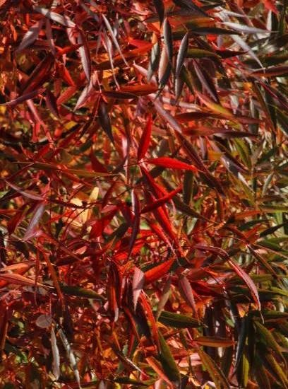 Frêne à feuilles étroites 'Raywood'