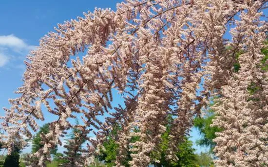 Tamaris de printemps 'Tetrandra'