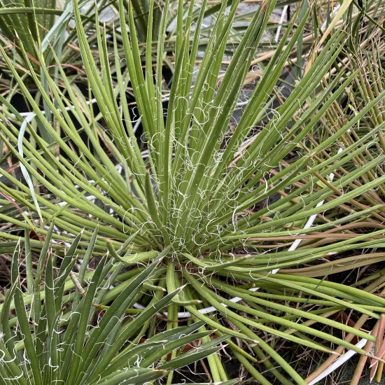 Agave geminiflora