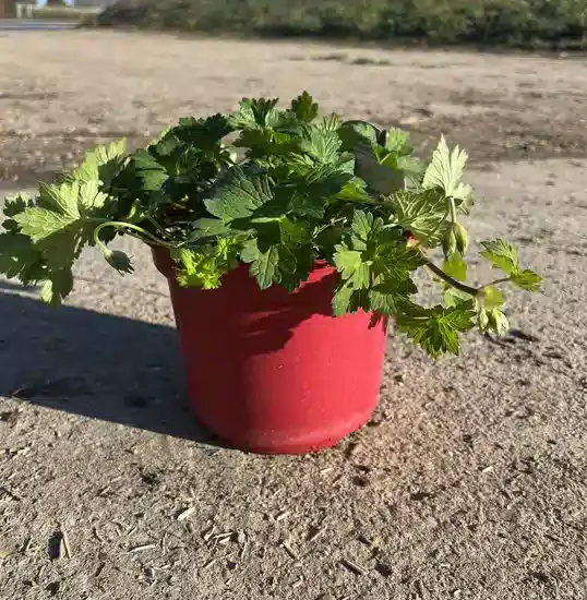 Pélargonium 'Rozane'