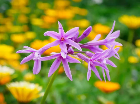 Ail d'Afrique à fleurs bleues