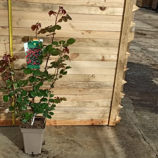 Rosier 'Salammbo'