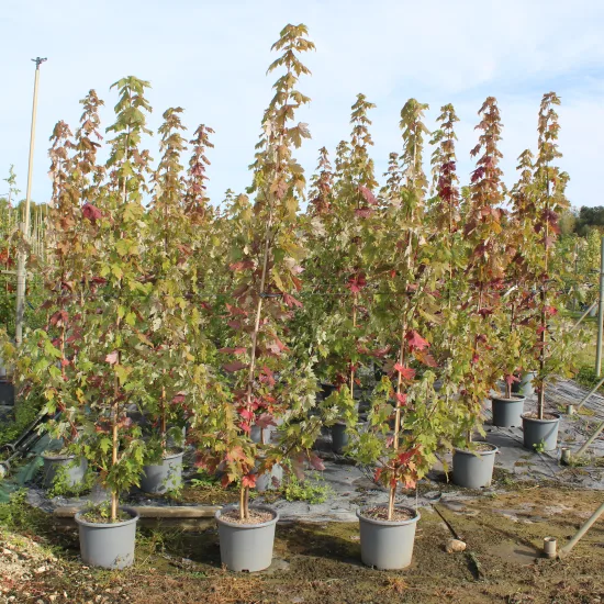 Érable rouge 'Autumn blaze'