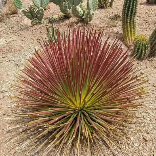 Agave à feuilles striées 'Rubra'