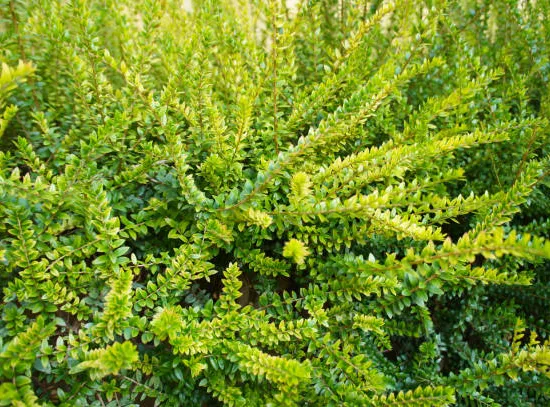 Chèvrefeuille arbustif
