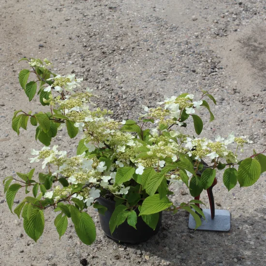 Viorne de chine 'Lanarth'