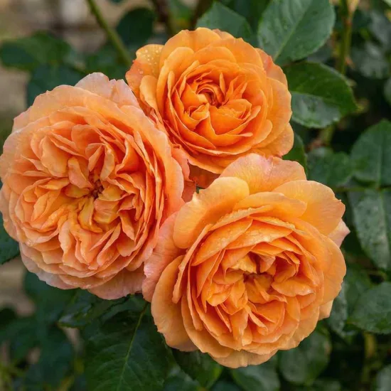 Rosier 'Polka '