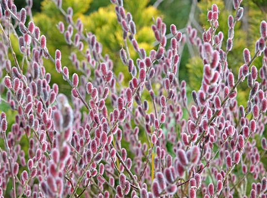 Saule japonais 'Mount aso'