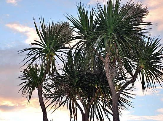 Drageonnier austral, Cordyline australienne