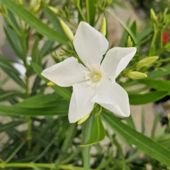 Laurier rose 'soeur Agnés'