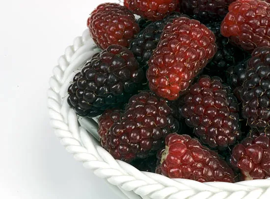 Mûre 'Medana tayberry'