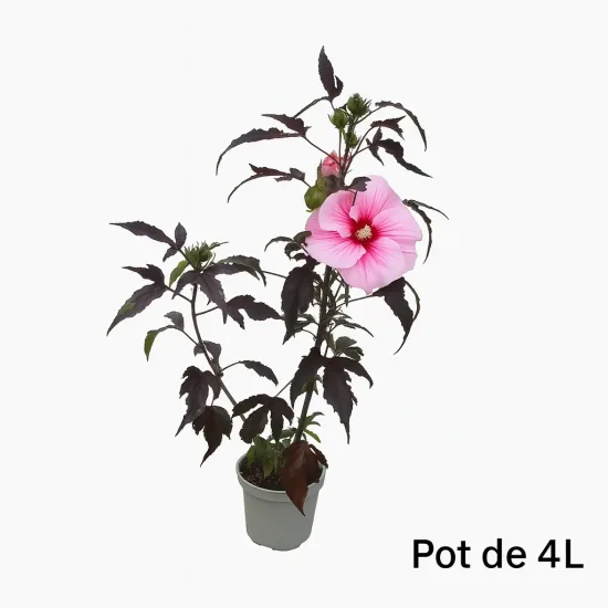 Hibiscus des marais 'Pink candy'
