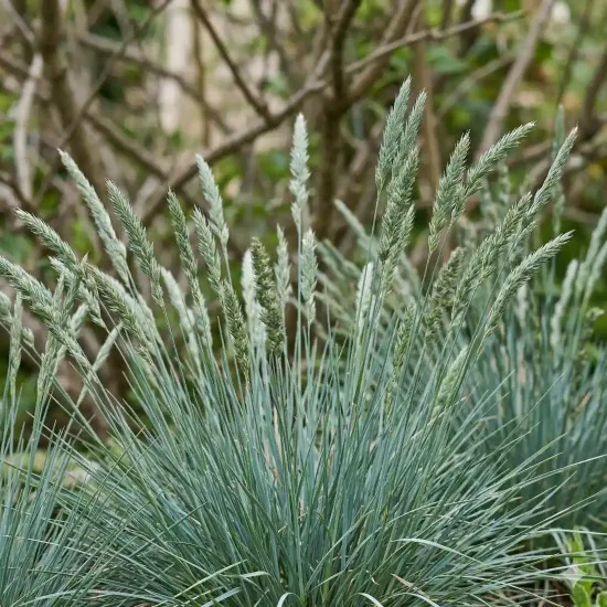 Koélérie glauque