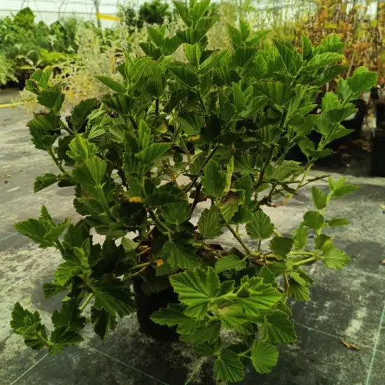 Géranium au parfum de camphre ' '
