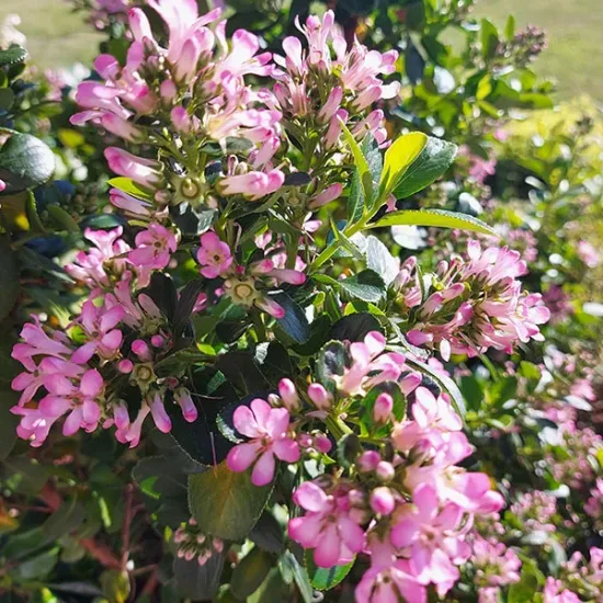 Escallonia 'Pink elle'