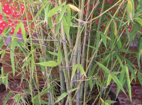Bambou doré