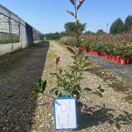 Photinia 'Carré rouge'
