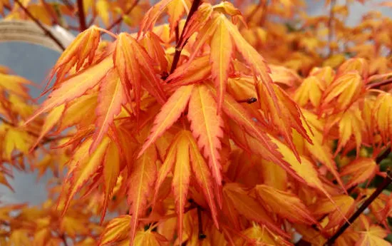 Érable du japon 'Katsura'