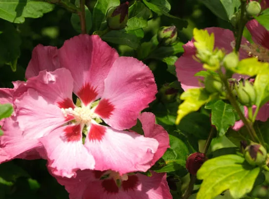 Althéa 'Woodbridge rge clair'