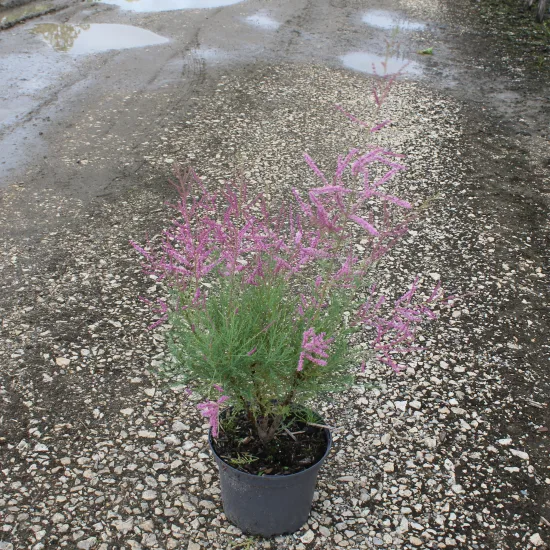 Tamaris d'été