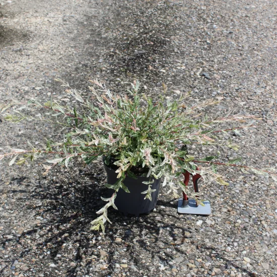 Saule crevette 'Hakuro nishiki'