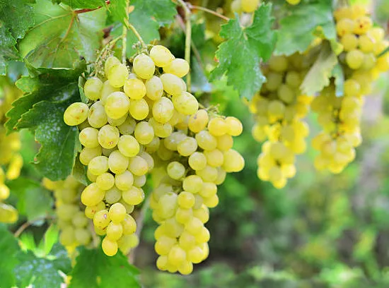 Vigne 'Candin'