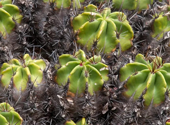 Ferocactus 'robustus'