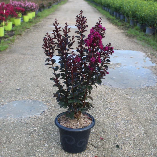 Lilas des indes 'Rhapsody in blue'