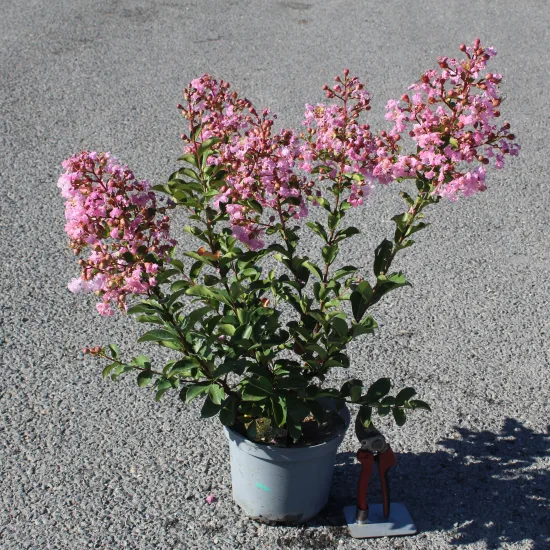 Lilas des indes 'Soir d ete'