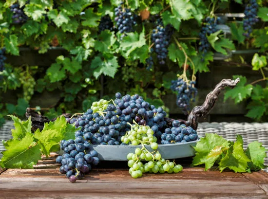 Vigne 'De table autumn royal seedless'