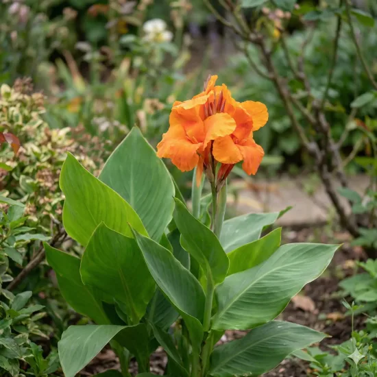 Canna 'Orange'