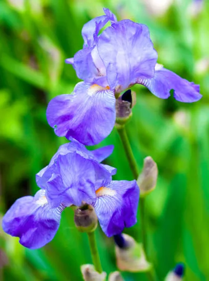 Iris nain 'Katty petts bleu'