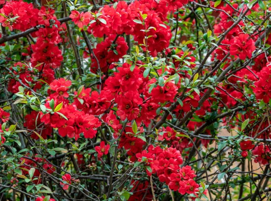Cognassier à fleurs 'Rubra'