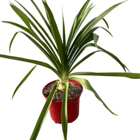 Agapanthe 'Enigma'