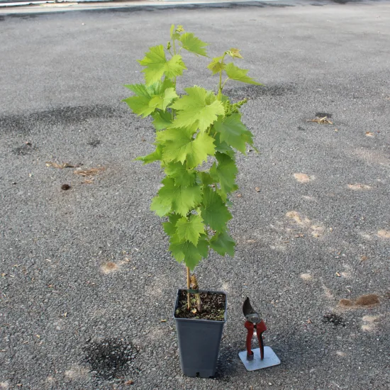 Vigne 'Amandin'