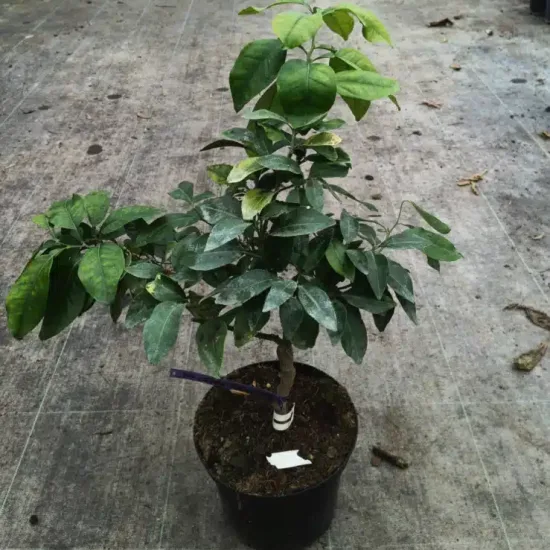 Pomelos 'Rose'