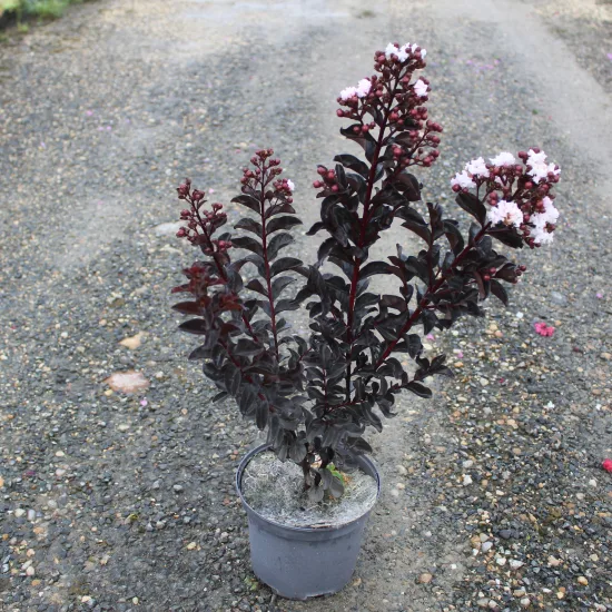 Lilas des indes 'Blush'