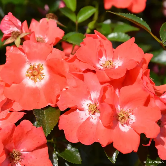 Rosier 'Isalia'