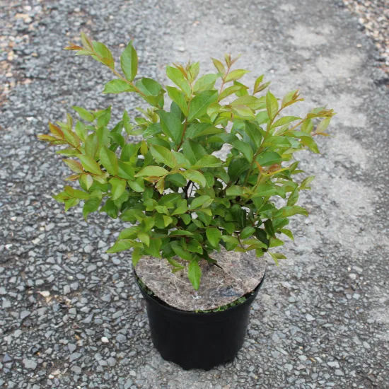 Lilas des indes 'Muskogee'