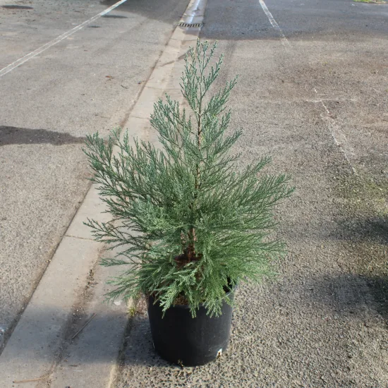 Sequoia géant