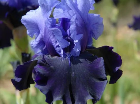 Iris d'allemagne 'Before the storm bleu'