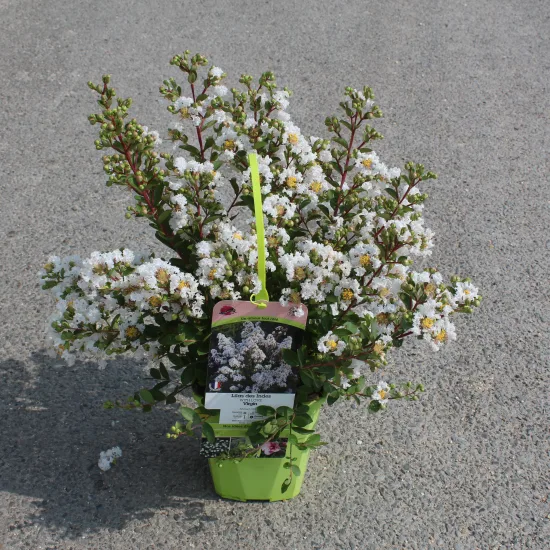 Lilas des indes 'Virgin'