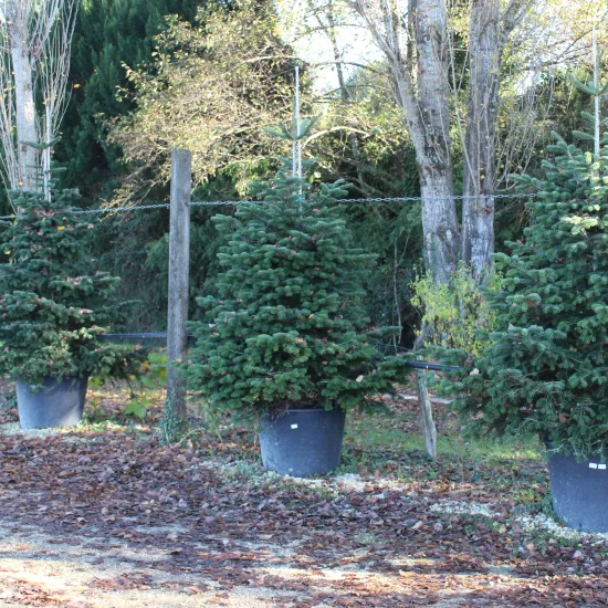 Sapin du caucase