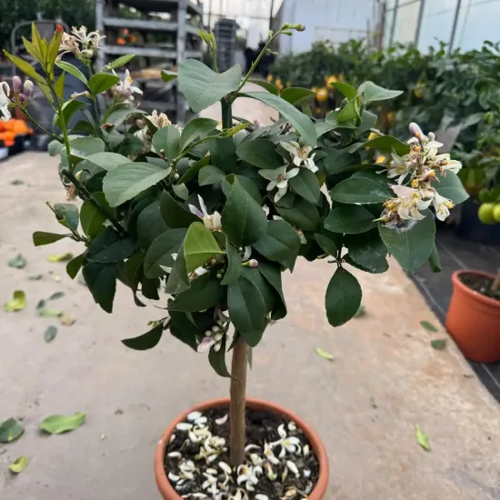 Citronnier meyer