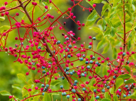 Pistachier térébinthe