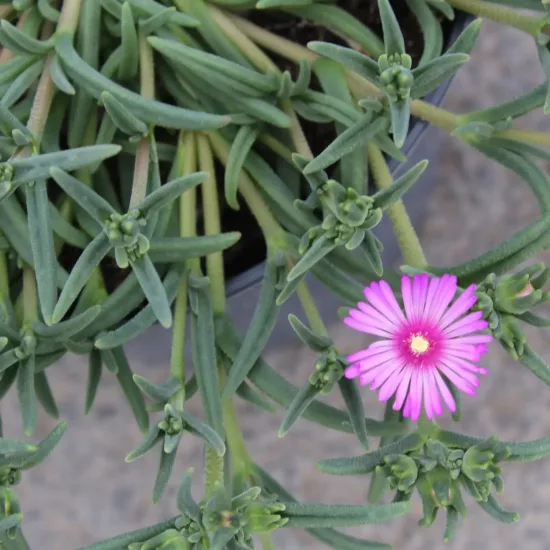 Pourpier vivace 'Violet wonder'