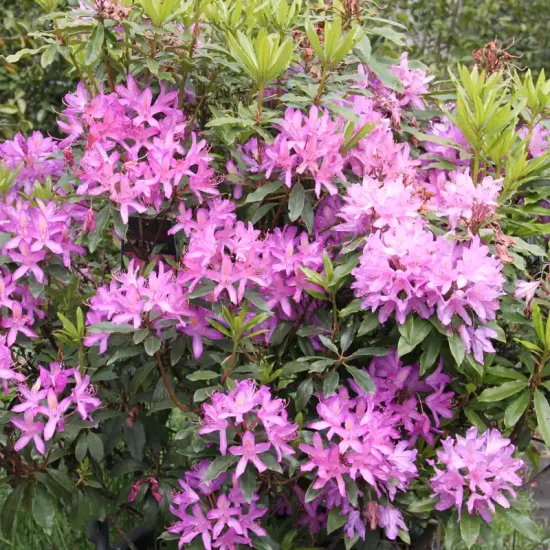 Rhododendron pontique