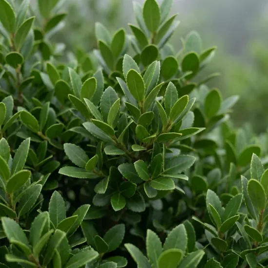 Filaria