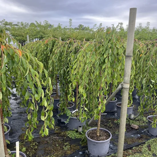 Cerisier à fleurs 'Pendula'