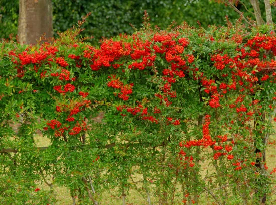 Buisson-ardent 'Rouge cadrou'